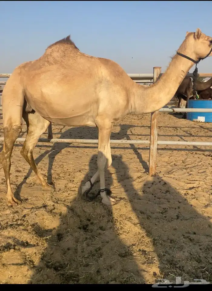البيع القحه ثنو الطيبه 1