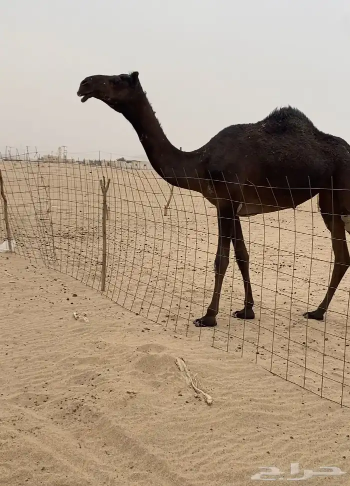 بكره كفو منوت القناي جداه فزاع ابن شراي وسنه مفروده 0