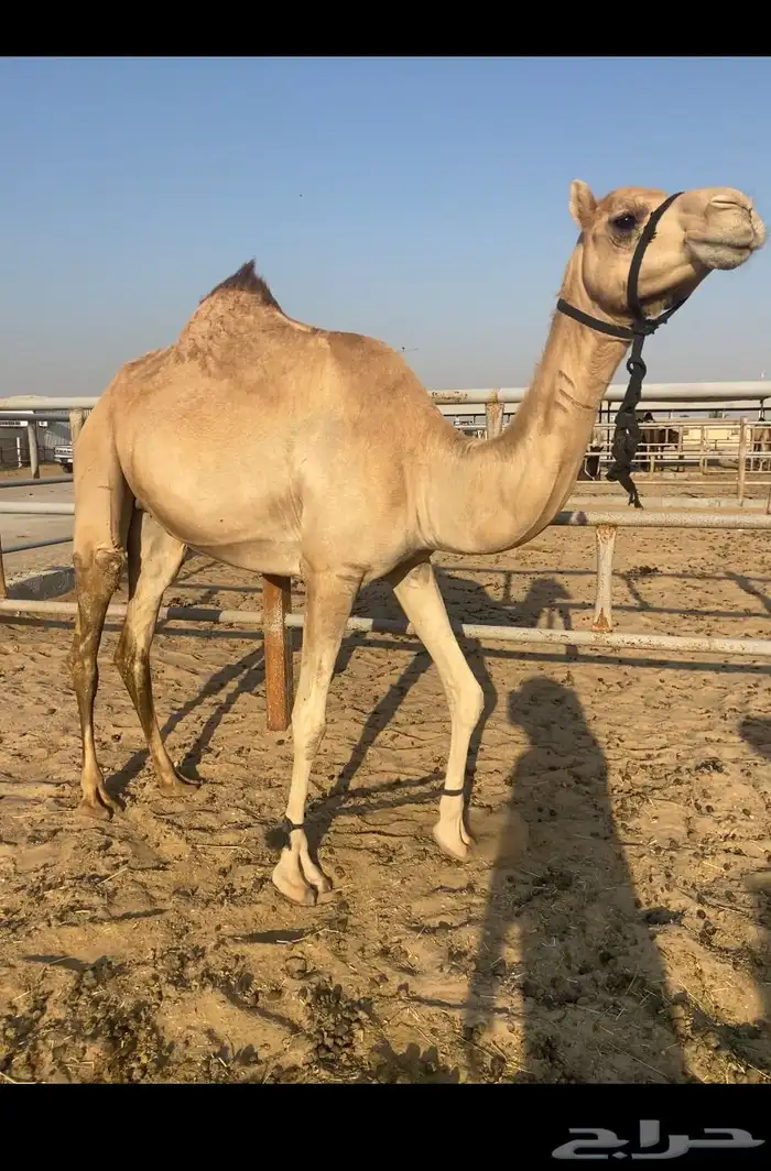 البيع القحه ثنو الطيبه 2