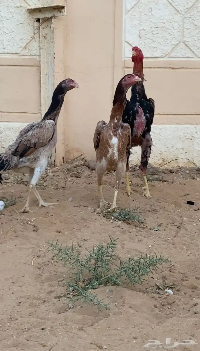 للبي دجاج شامو ياباني 0