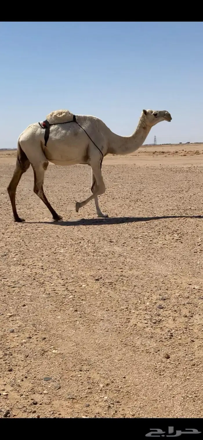 عشرا وضحا 1
