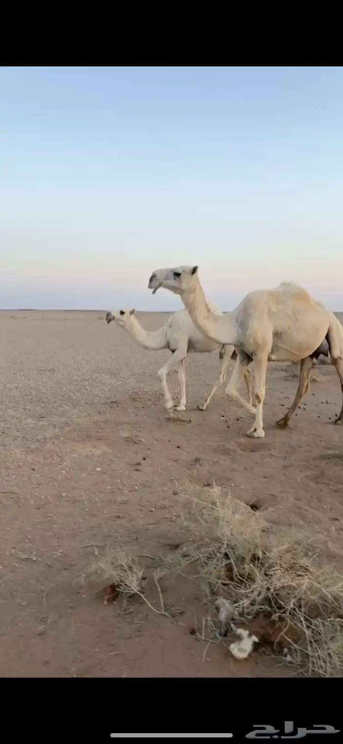 عشرا وضحا تحتها بكرة طيبه 0