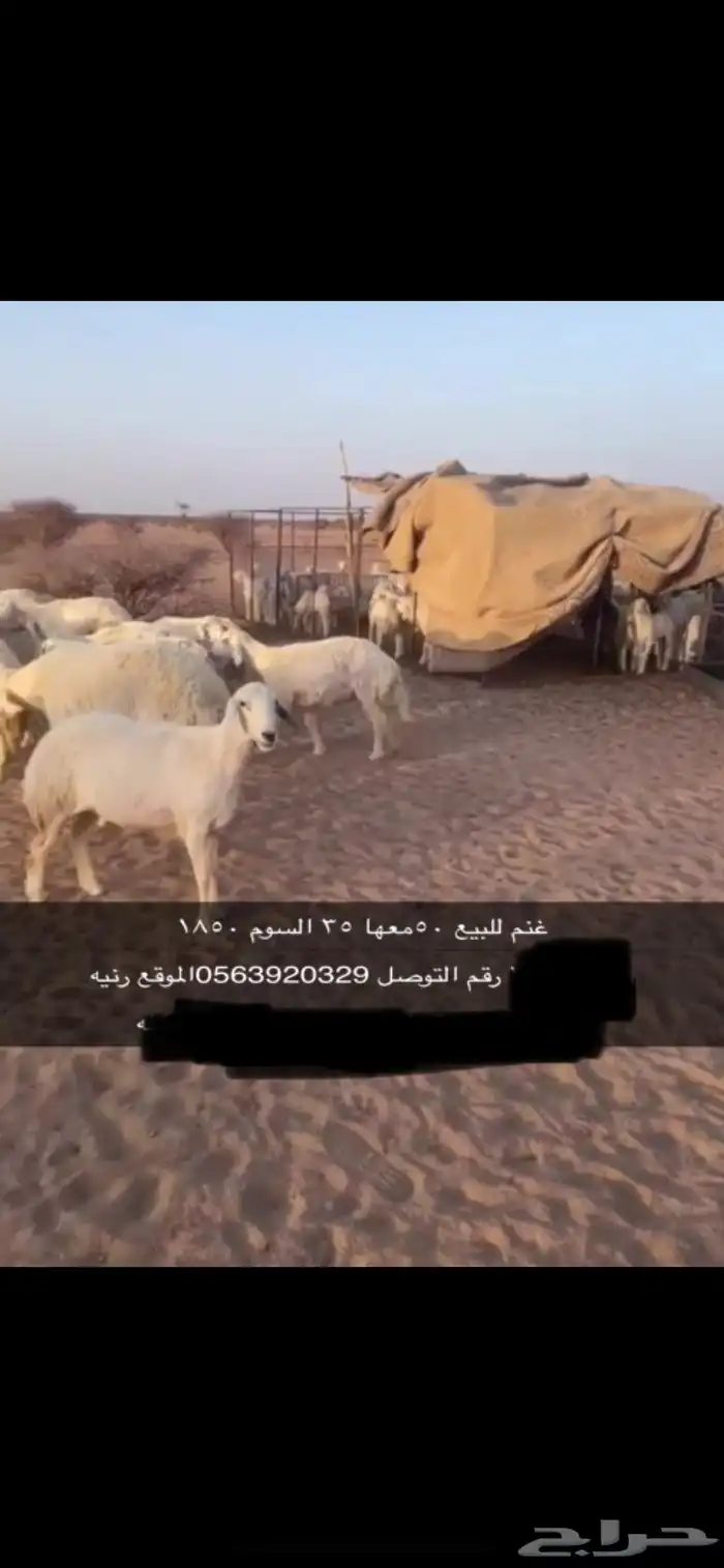 غنم خلفات للبيع 0