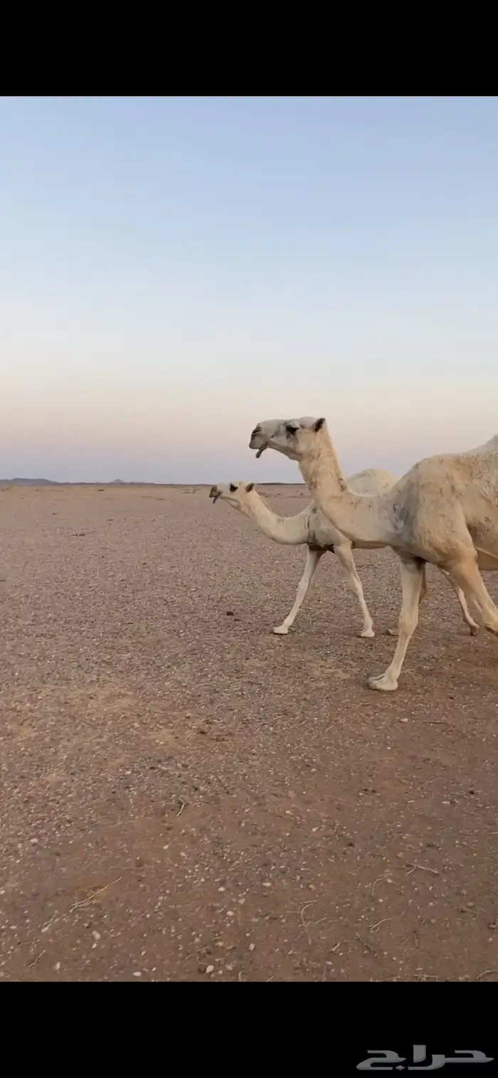عشرا وضحا تحتها بكرة طيبه 1