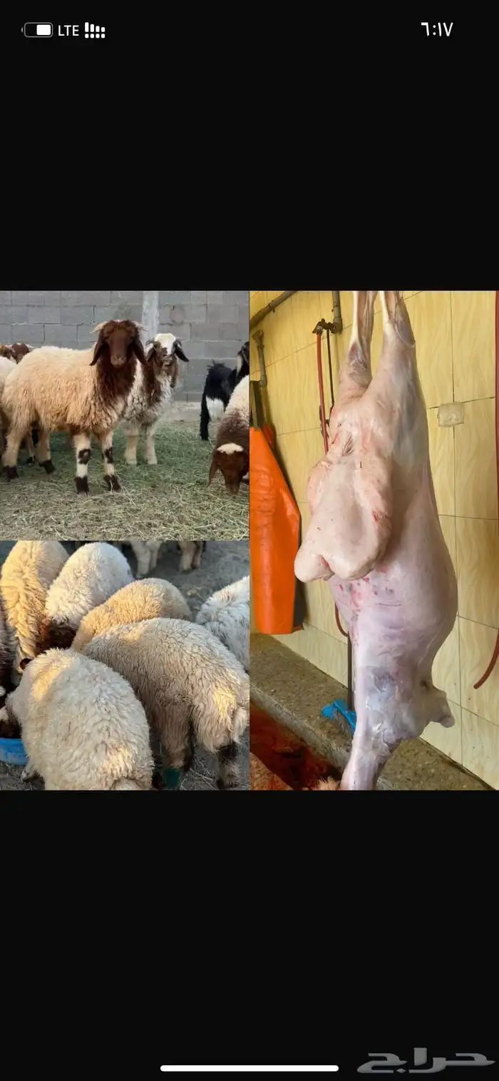 ذبائح 0