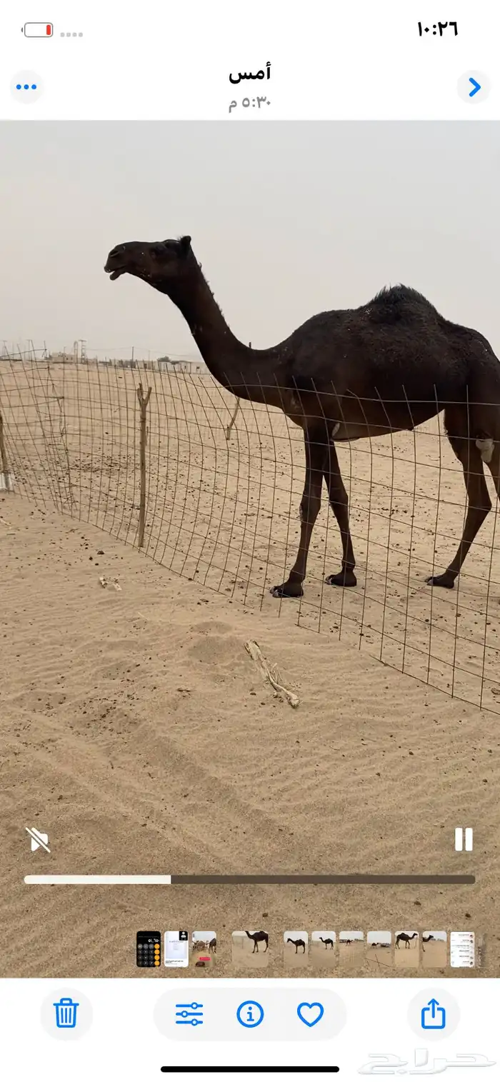 بكره كفو منوت القناي جداه فزاع ابن شراي وسنه مفروده 1