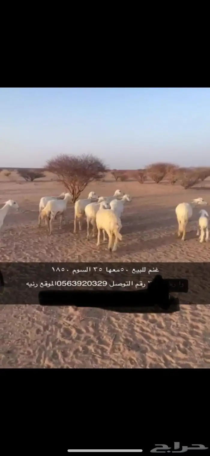 غنم خلفات للبيع 1