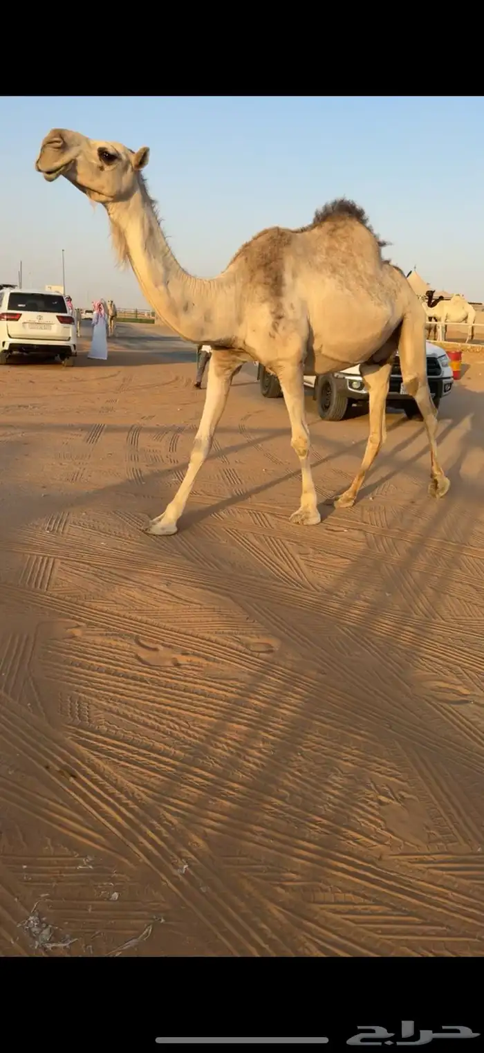 للبيع ابل مغاتير ومجاهيم عشاير تحتها انتاج طيبه ولقحات 10