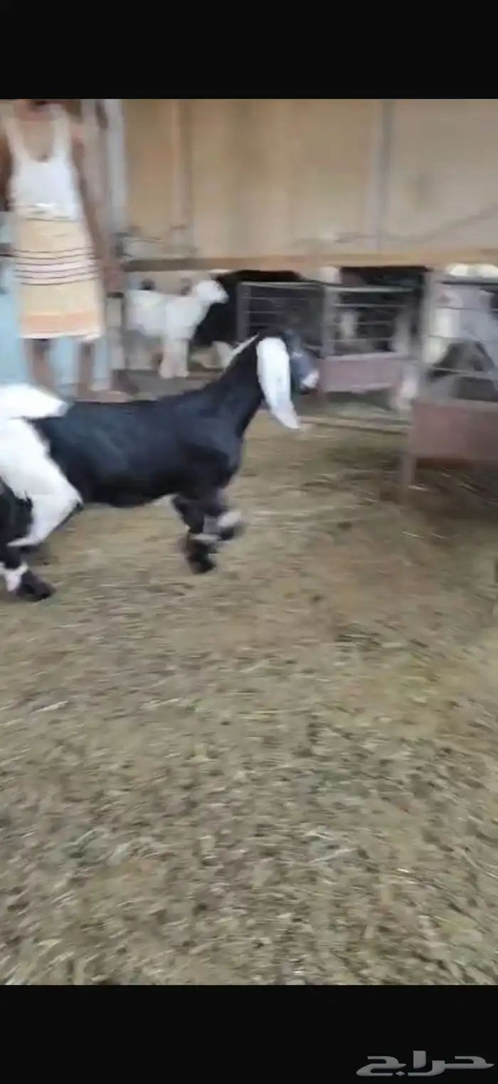 تبسين لبانيه انتاج المراح تحت امهاتهم مغلقه 0