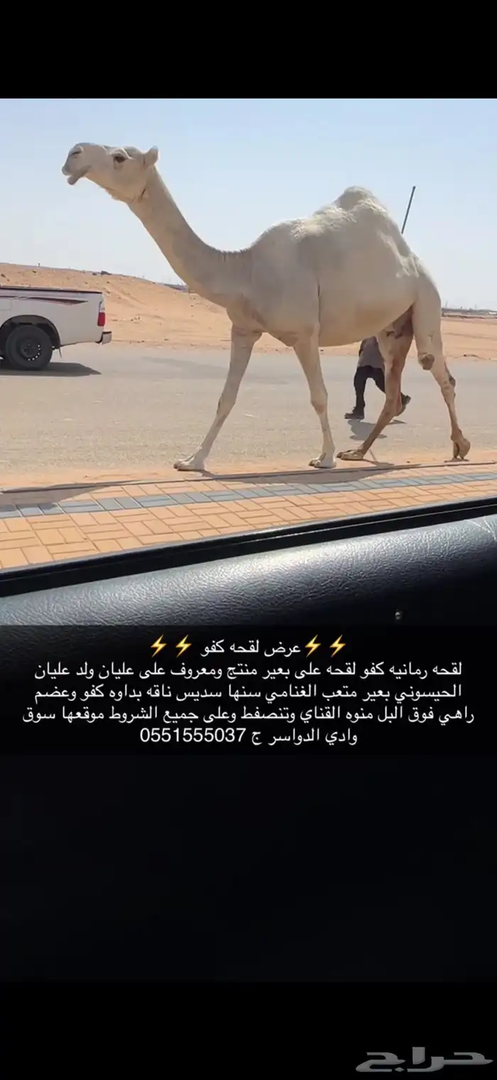 لقحه كفو 2