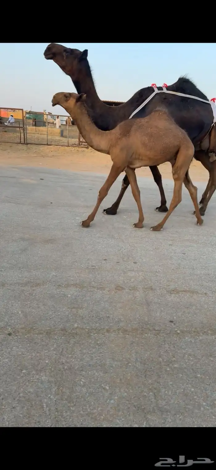 للبيع ابل مغاتير ومجاهيم عشاير تحتها انتاج طيبه ولقحات 2