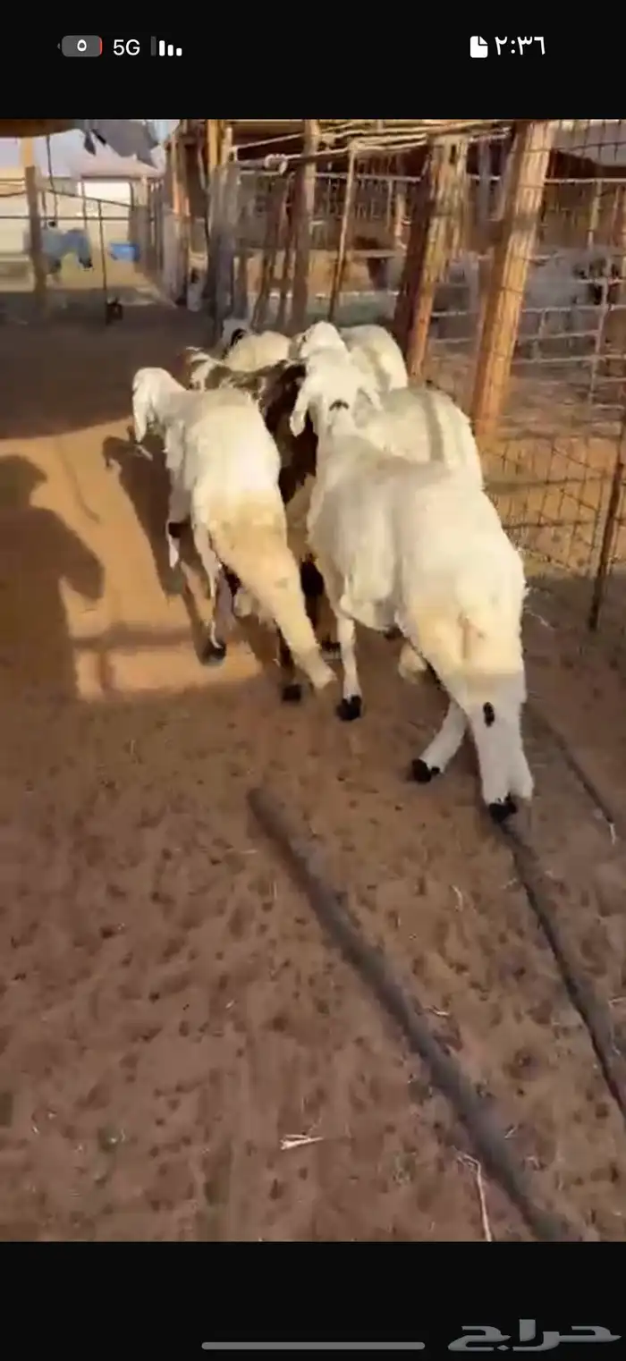 سواكن وتيوس للبيع 1