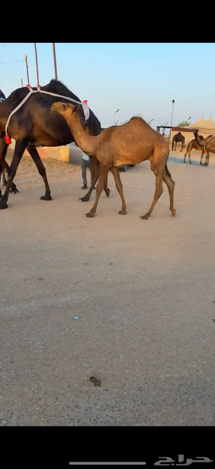 للبيع ابل مغاتير ومجاهيم عشاير تحتها انتاج طيبه ولقحات 1