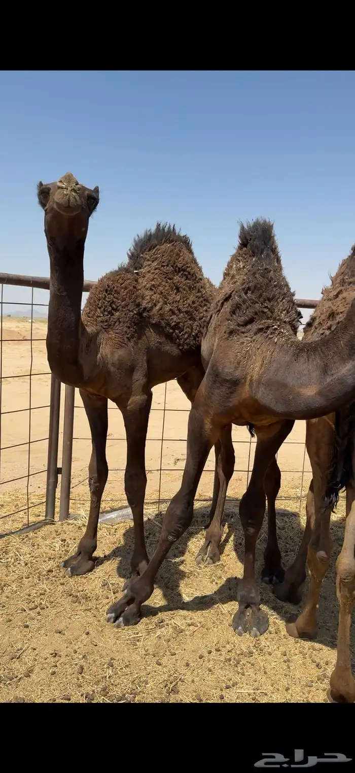 حشو من تحت امهاتها مجاهيم فل الفل 0