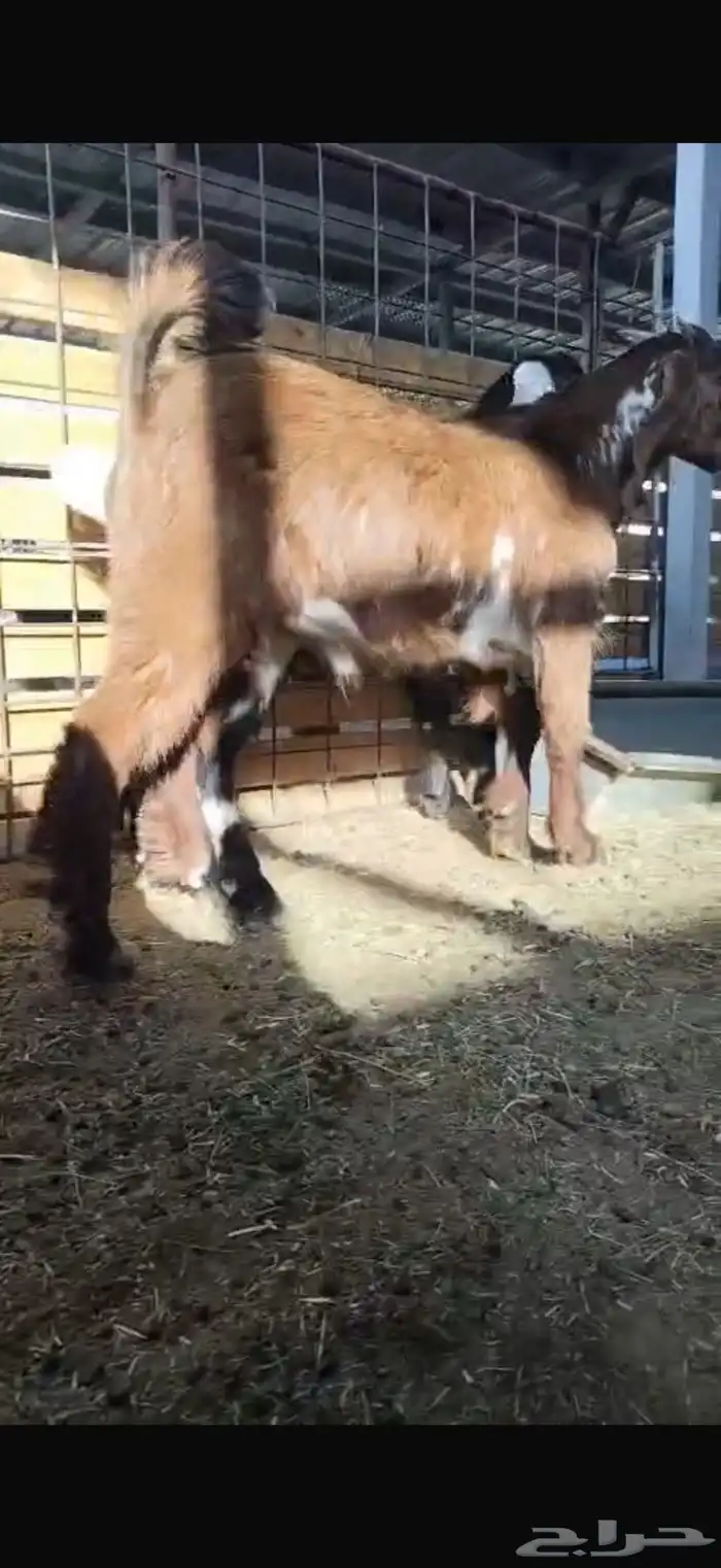 تبسين لبانيه انتاج المراح تحت امهاتهم مغلقه 2