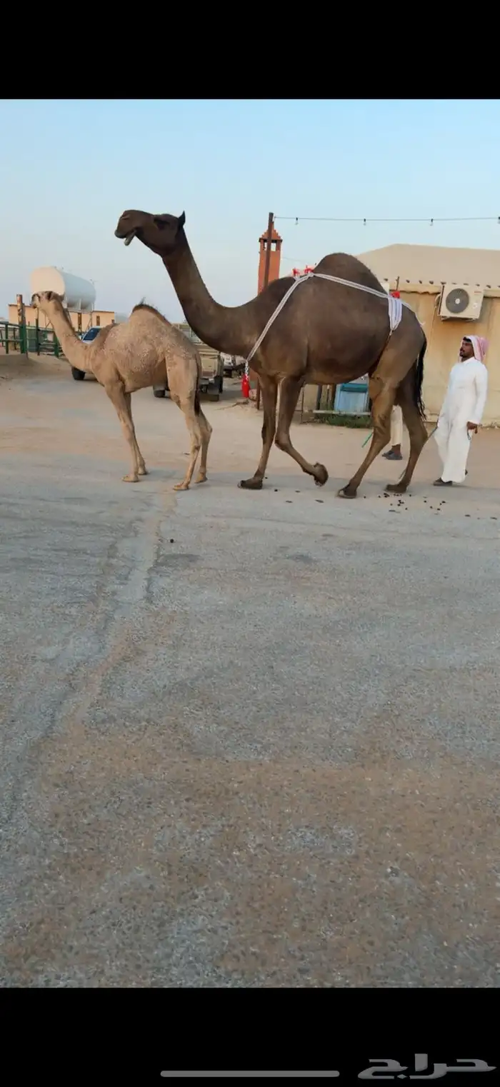 للبيع ابل مغاتير ومجاهيم عشاير تحتها انتاج طيبه ولقحات 3