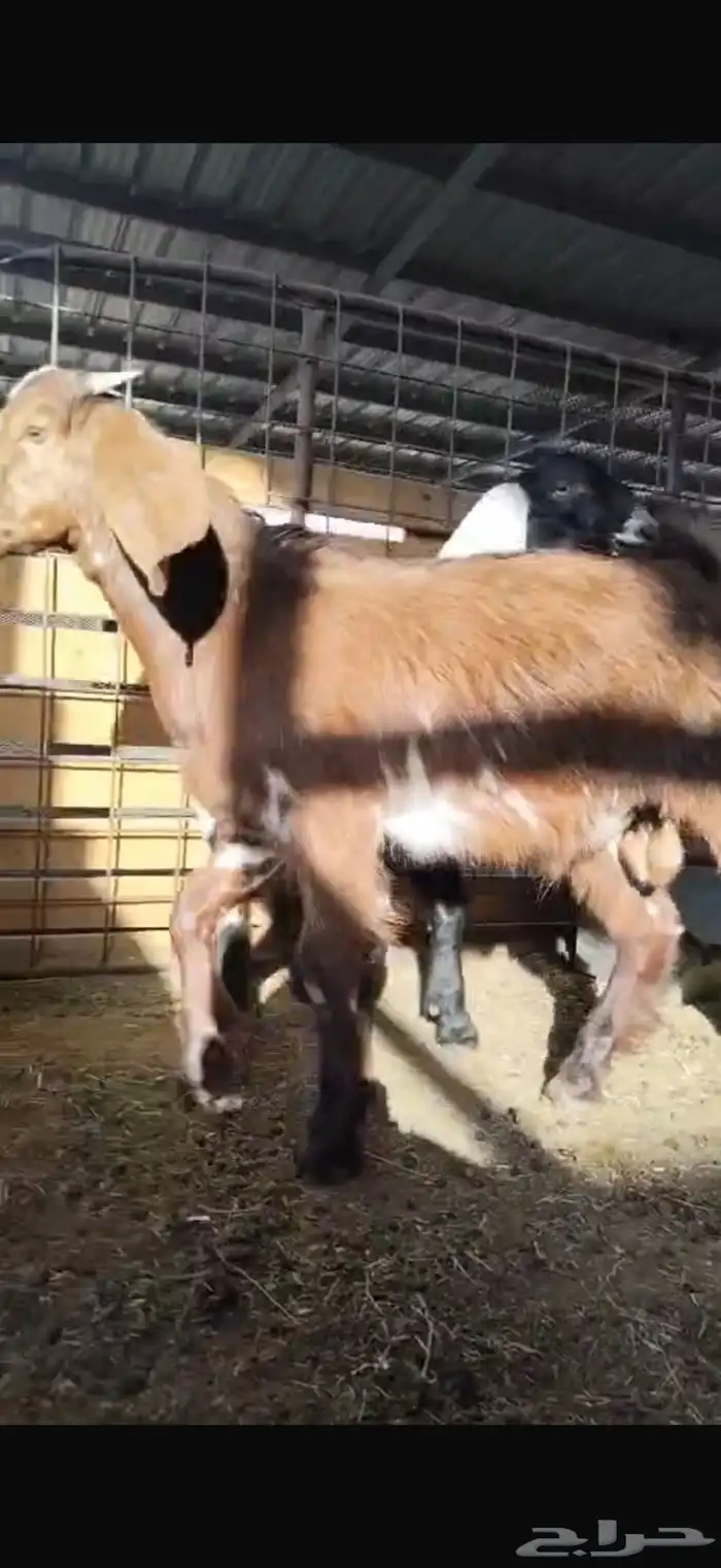 تبسين لبانيه انتاج المراح تحت امهاتهم مغلقه 4