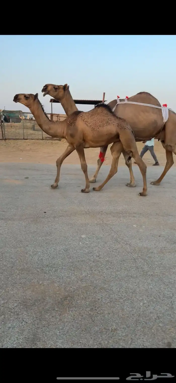 للبيع ابل مغاتير ومجاهيم عشاير تحتها انتاج طيبه ولقحات 5