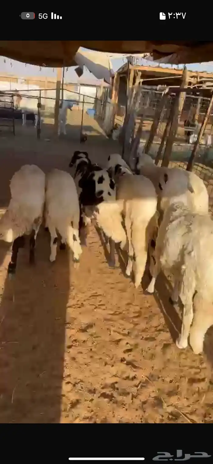 سواكن وتيوس للبيع 0