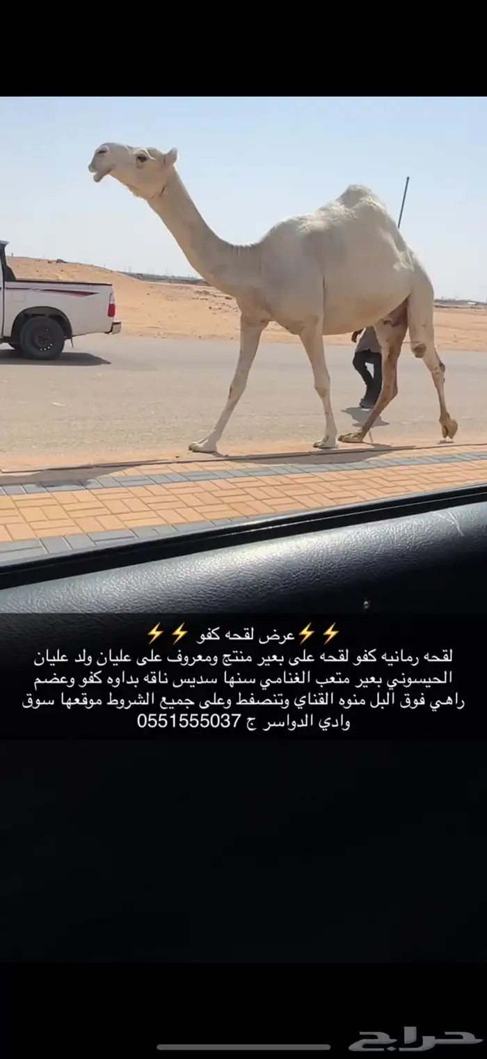 لقحه كفو 1