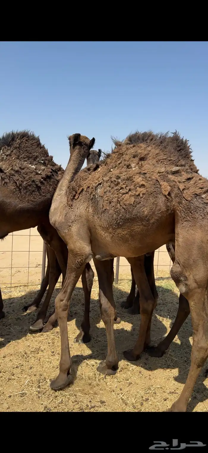 حشو من تحت امهاتها مجاهيم فل الفل 4