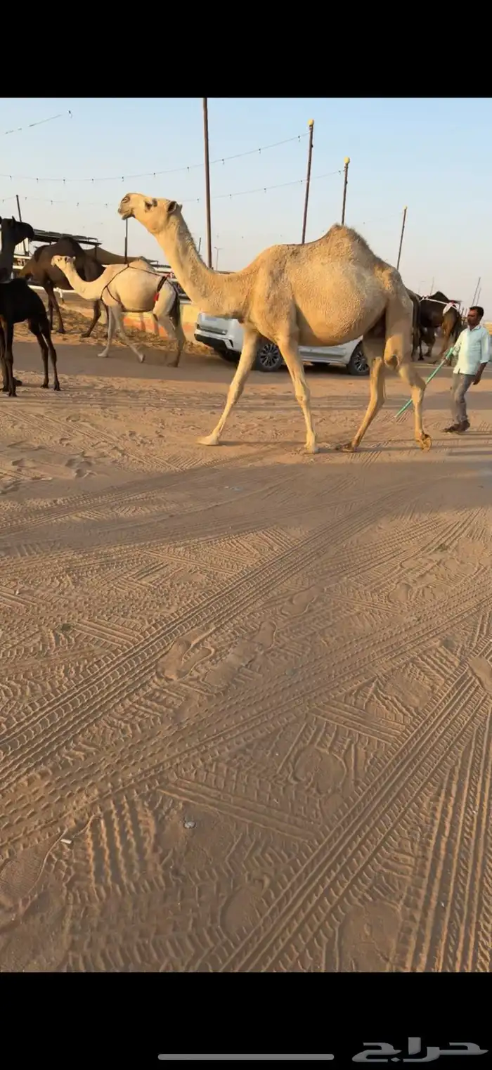 للبيع ابل مغاتير ومجاهيم عشاير تحتها انتاج طيبه ولقحات 7