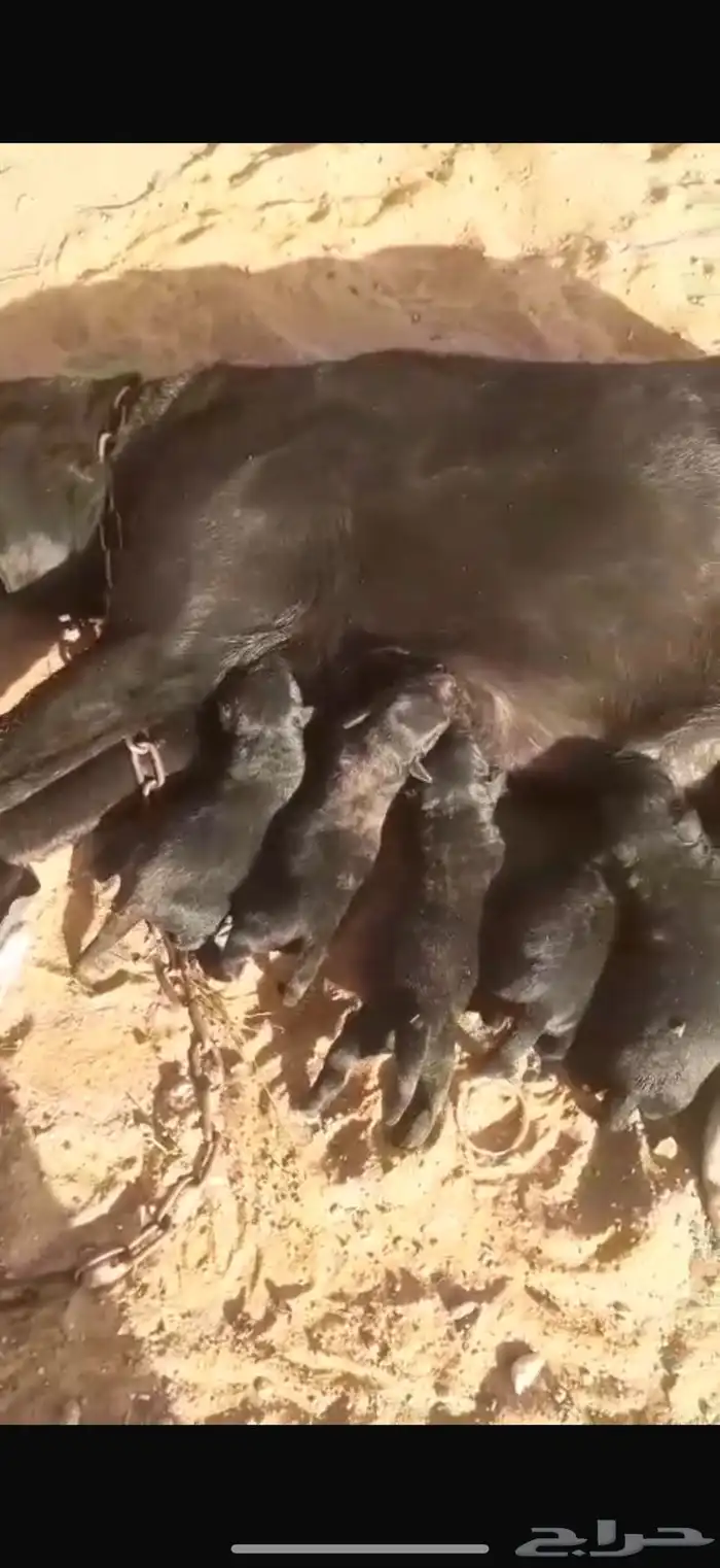 جرو لابرادور رتريفر اسود انثى Labrador puppy female 0