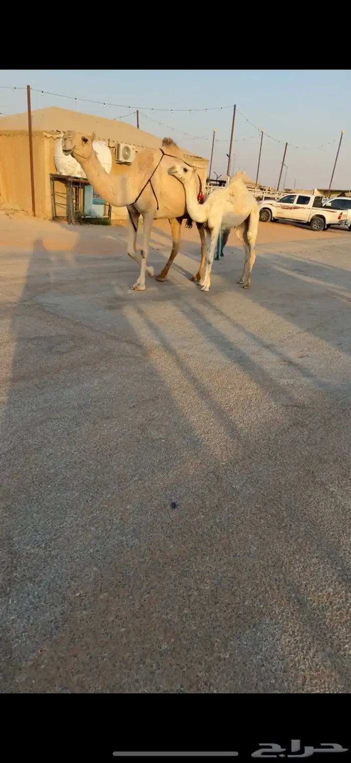 للبيع ابل مغاتير ومجاهيم عشاير تحتها انتاج طيبه ولقحات 8