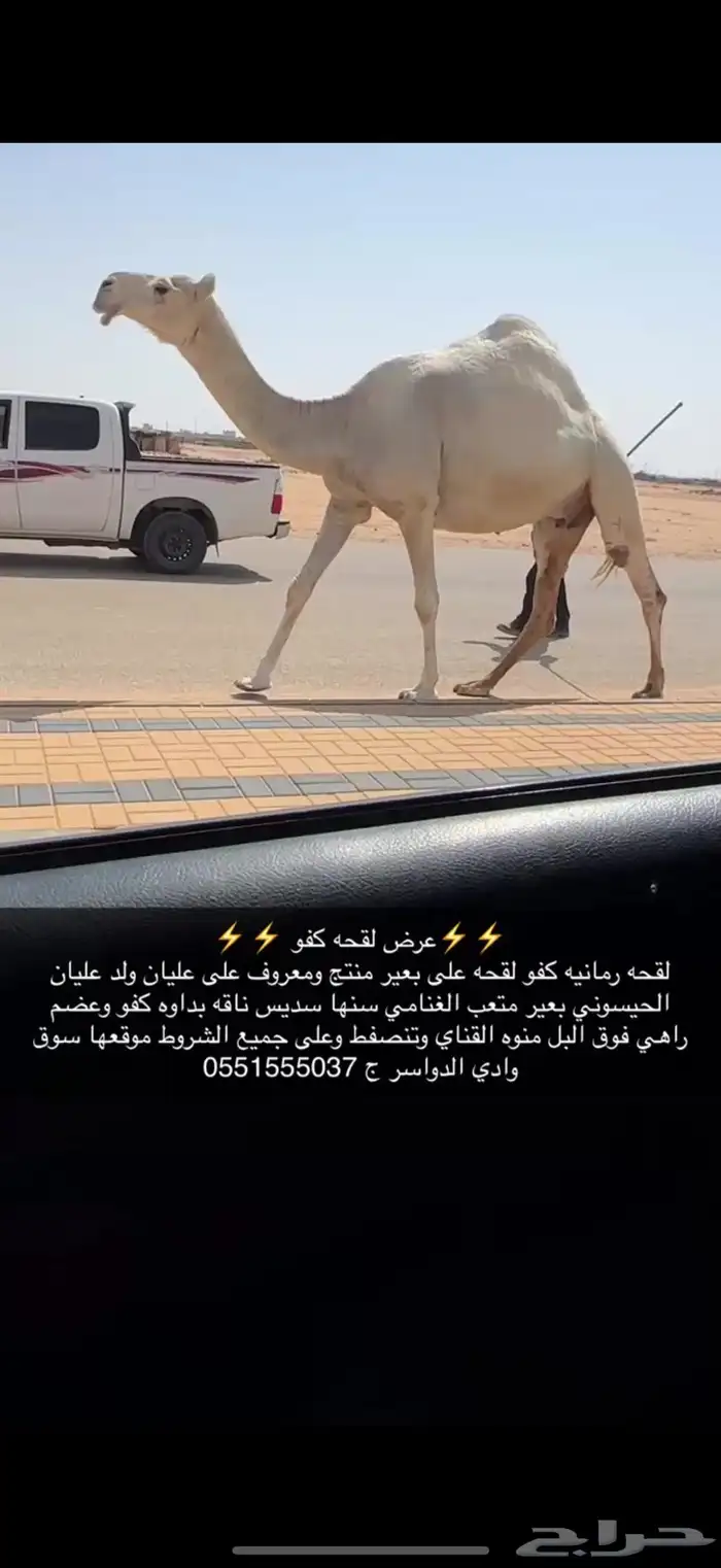 لقحه كفو 0