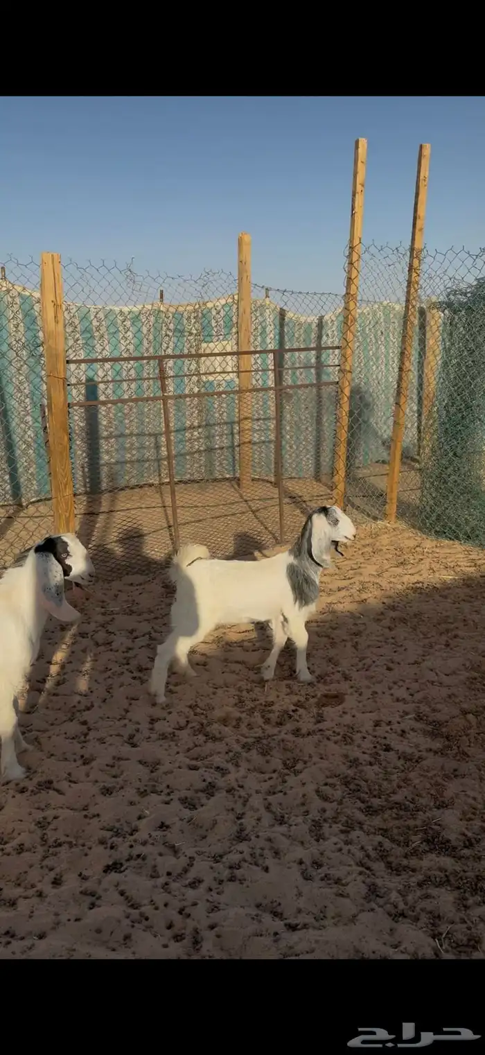 سواكن وتيوس للبيع 3