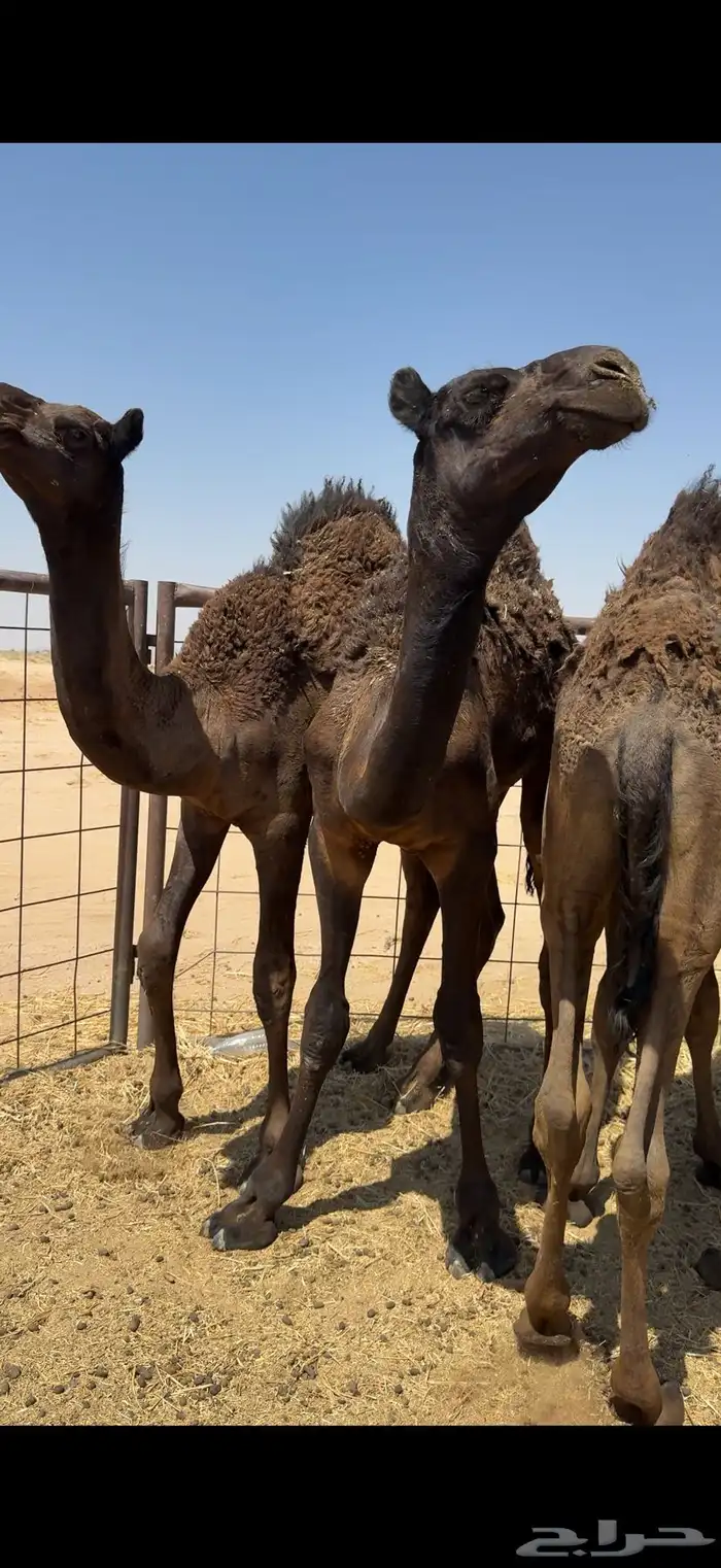 حشو من تحت امهاتها مجاهيم فل الفل 2