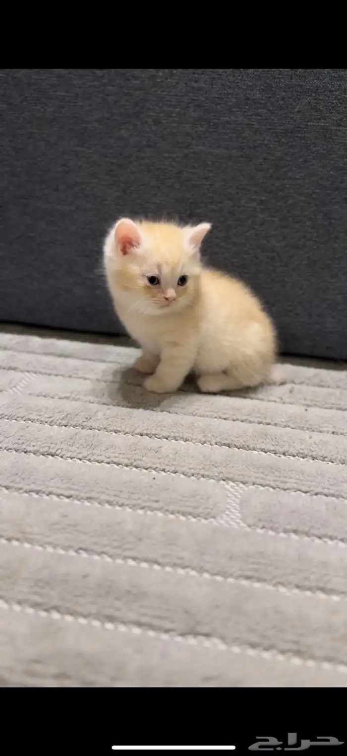 كيتن سكوتش هجين 1