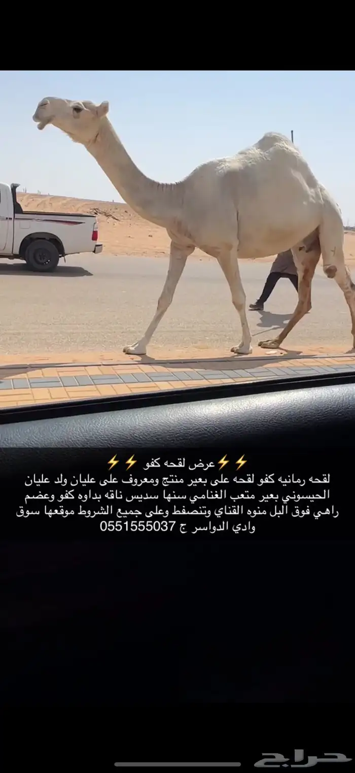 لقحه كفو 3