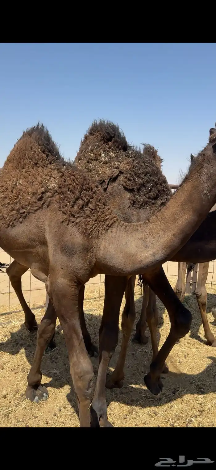 حشو من تحت امهاتها مجاهيم فل الفل 1