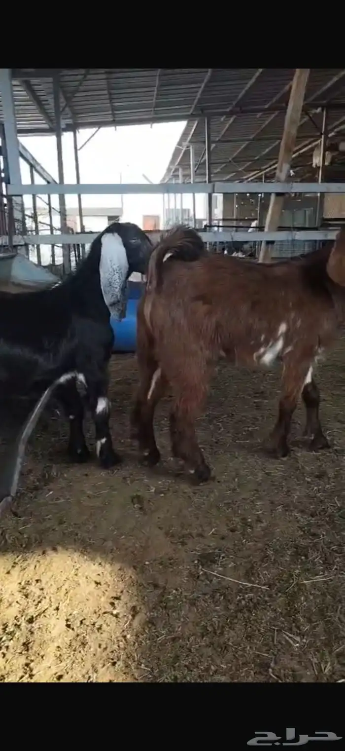 تبسين لبانيه انتاج المراح تحت امهاتهم مغلقه 1