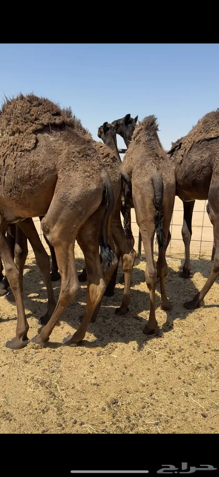 حشو من تحت امهاتها مجاهيم فل الفل 3