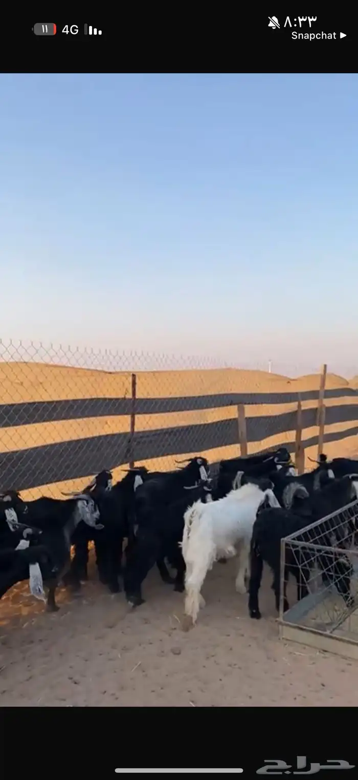 تيوس مخاصي 0