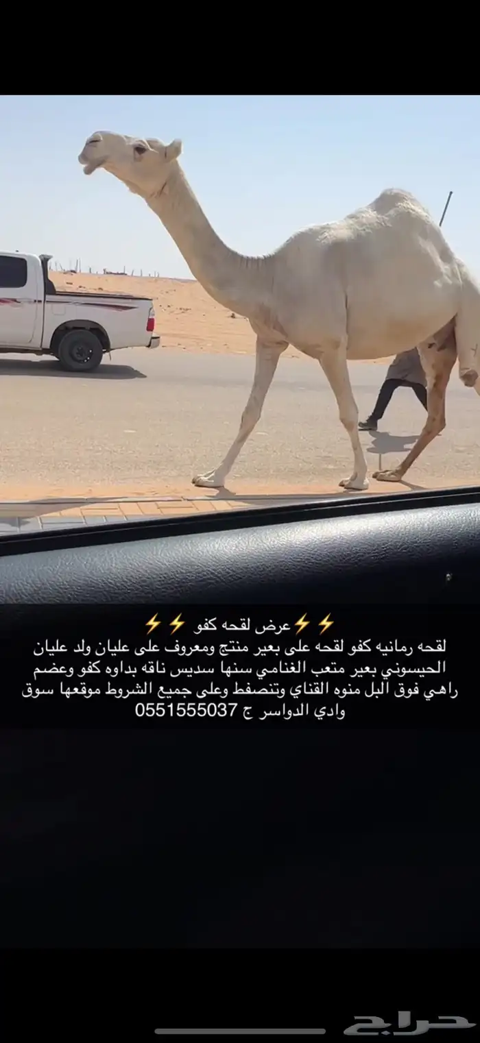 لقحه كفو 4