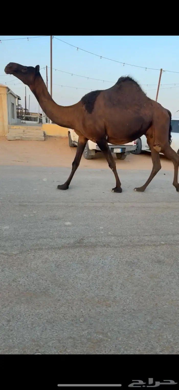 للبيع ابل مغاتير ومجاهيم عشاير تحتها انتاج طيبه ولقحات 6