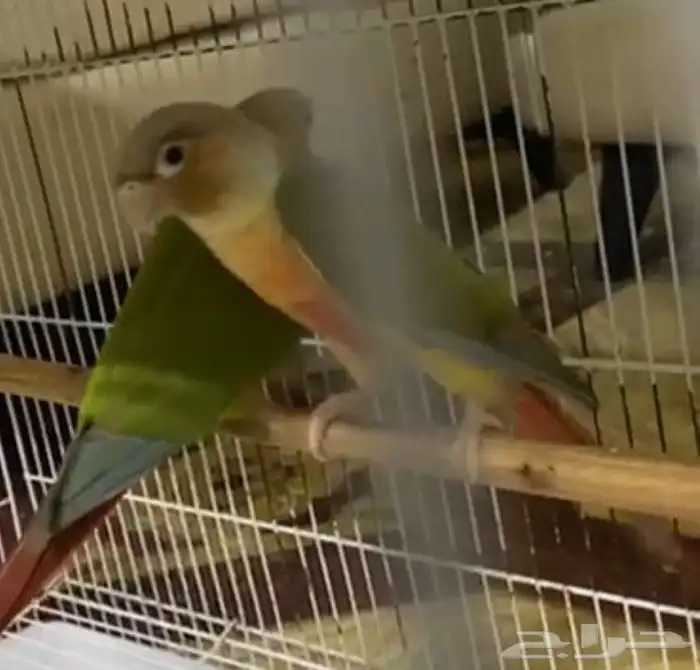 زوج كنيور أناناس منتج شرط 2