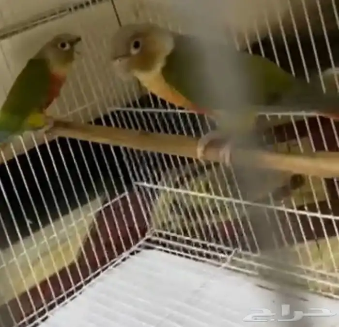 زوج كنيور أناناس منتج شرط 3