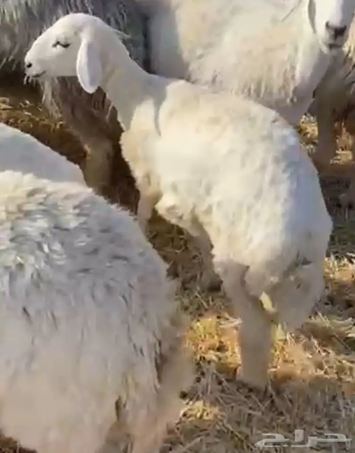 طلي حري مشروط (تم البيع) 6