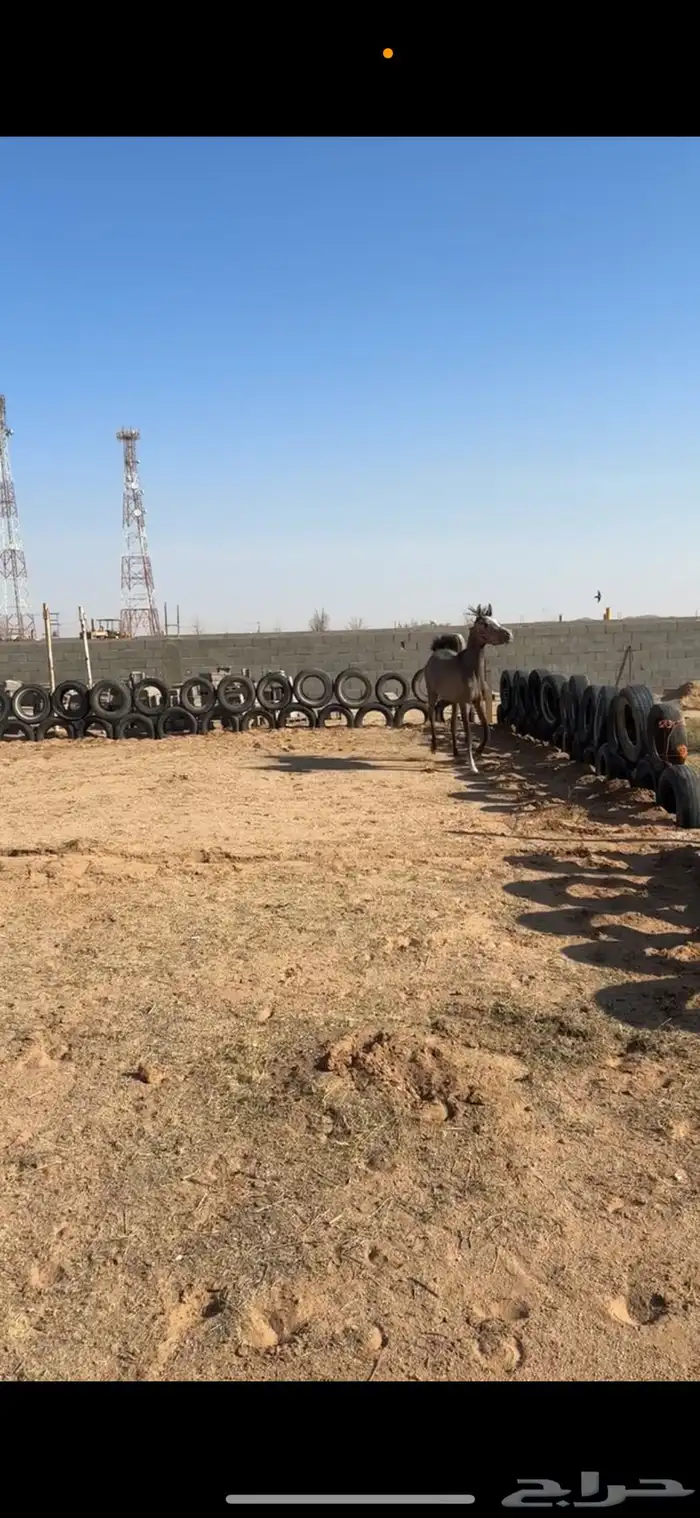 مهر واهو عربي بأوراقه 2