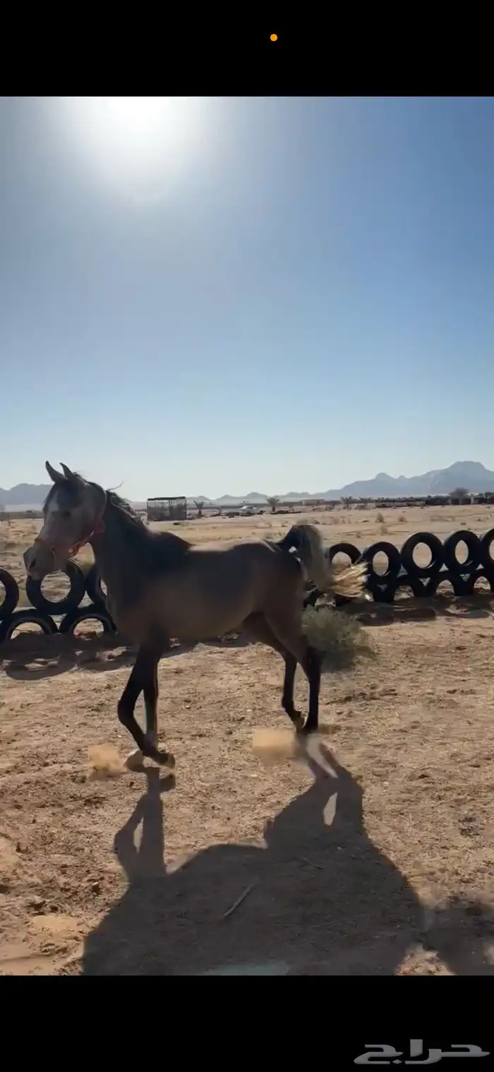 مهر واهو عربي بأوراقه 7