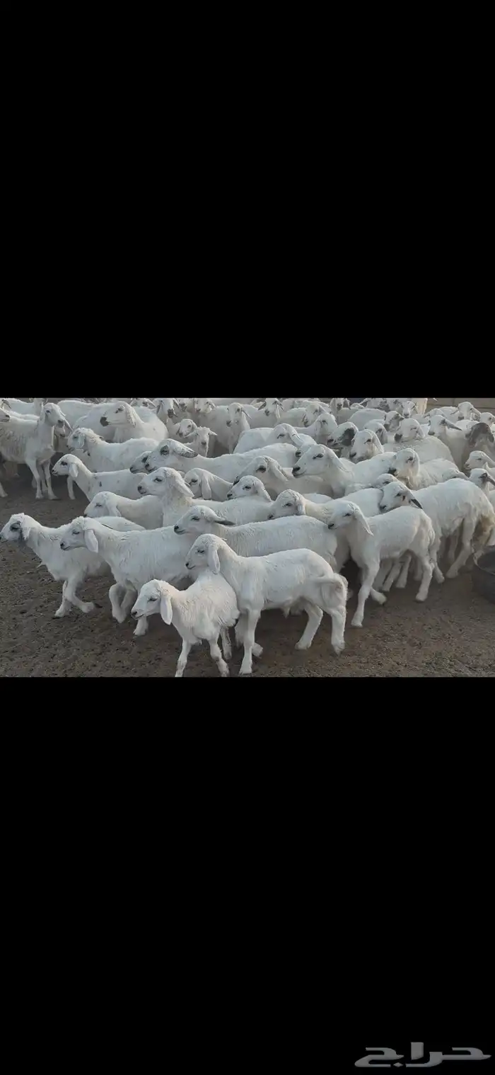 غنم حريه متابيع . 6