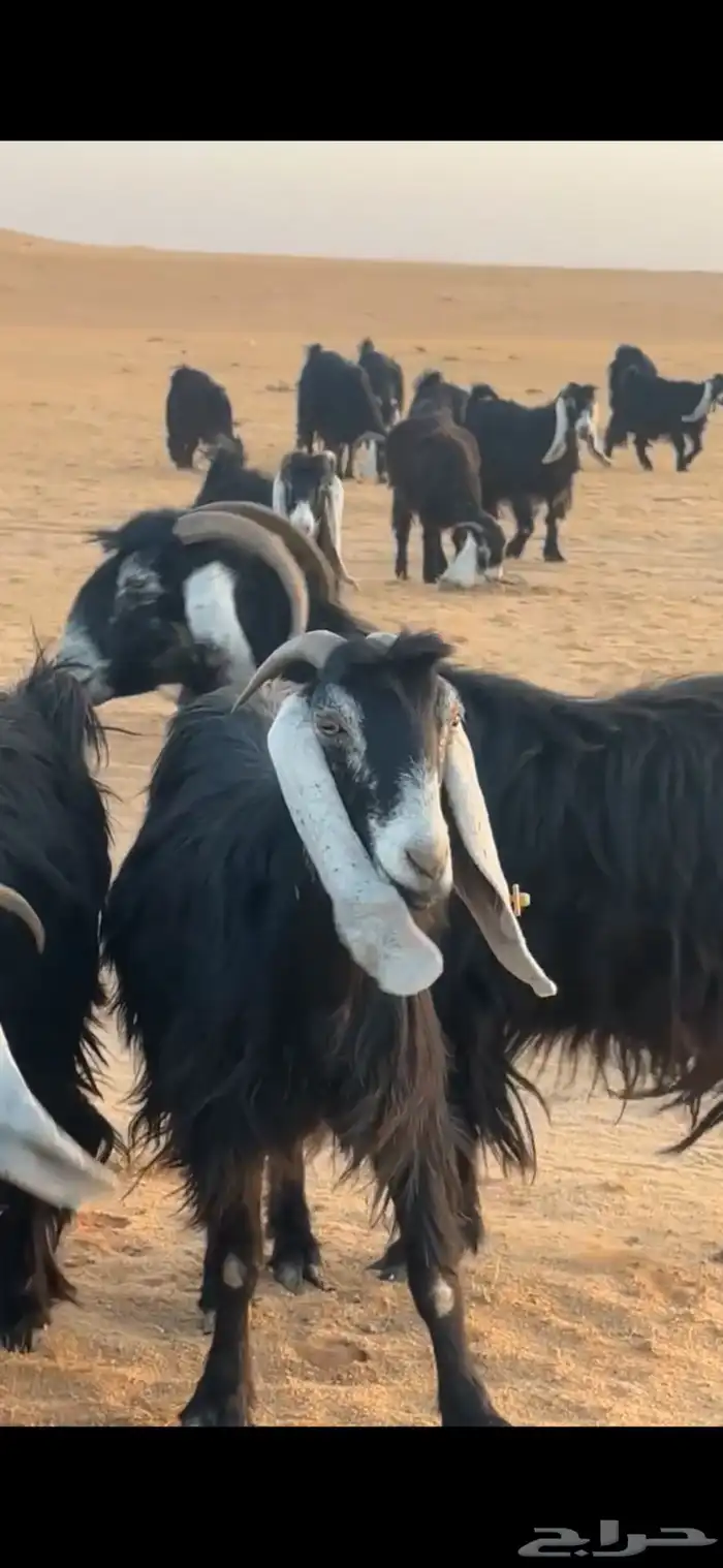 للبيع معزا العدد 90يزود ينغص عوارض طيبه 0