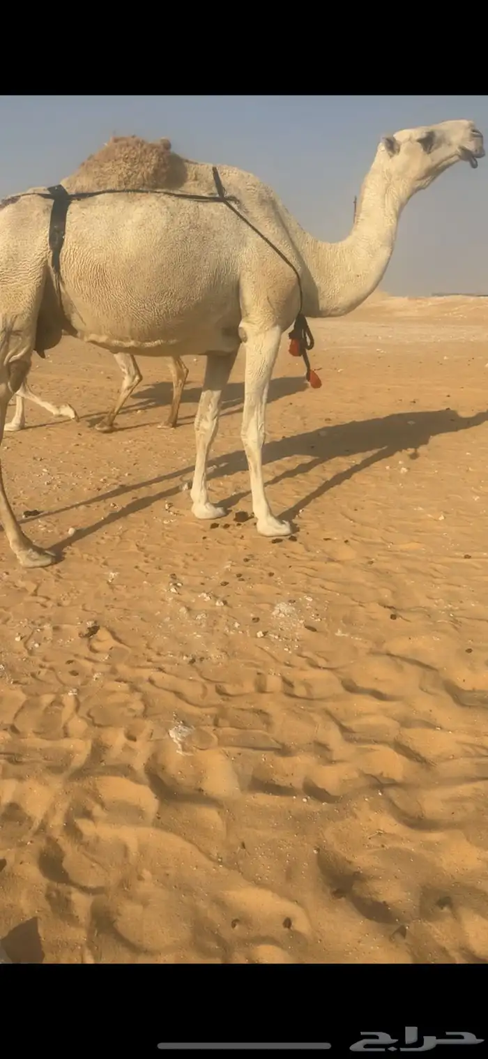 عشرا شقحا 0