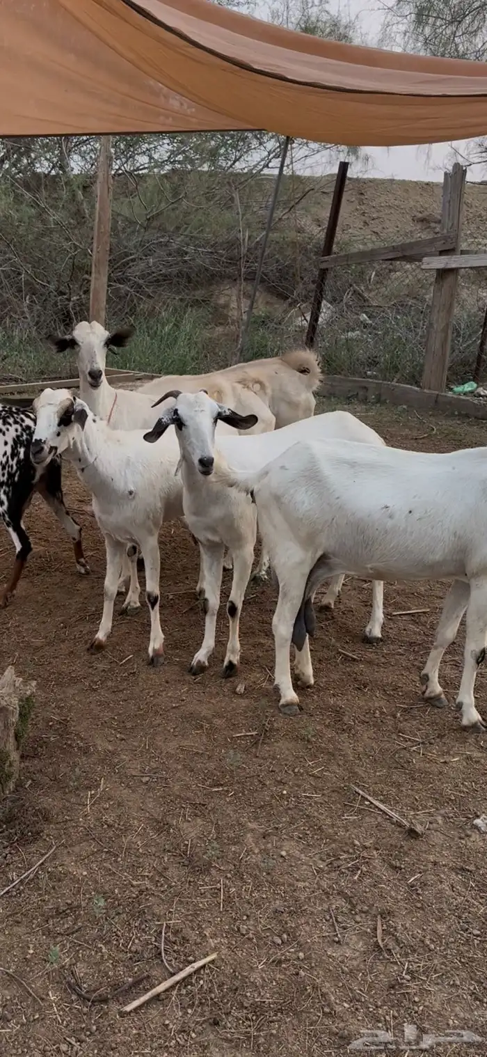 ماعز بيشيات للبيع 4