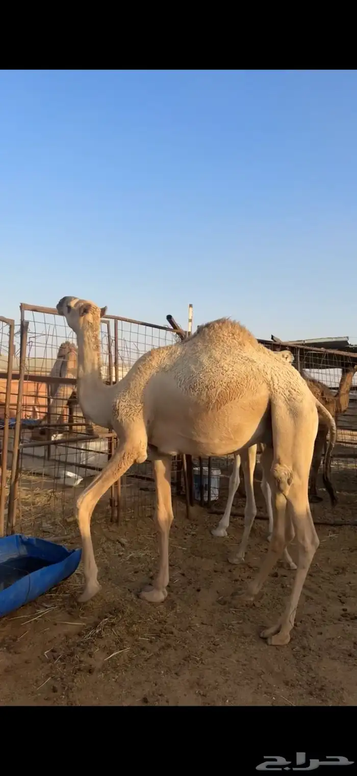 مفرود قعود اشقح سمين سليم شرط 2