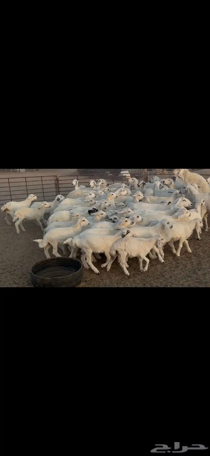 غنم حريه متابيع . 17